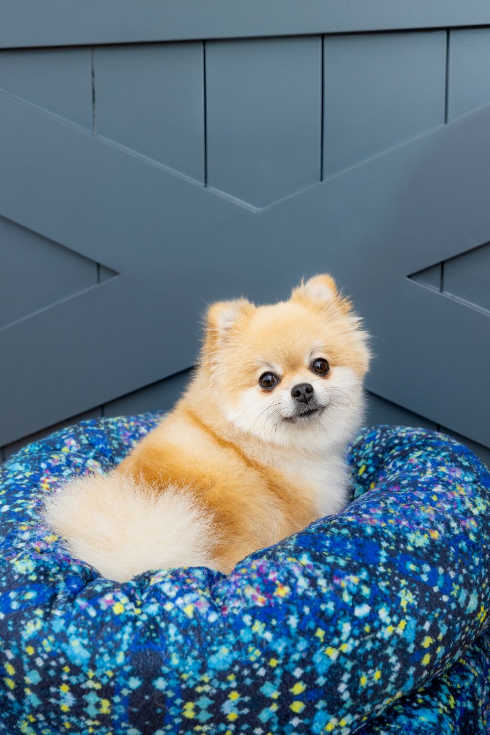Pomeranian dog cuddled in Blue Toby Nap Noodle body pillow