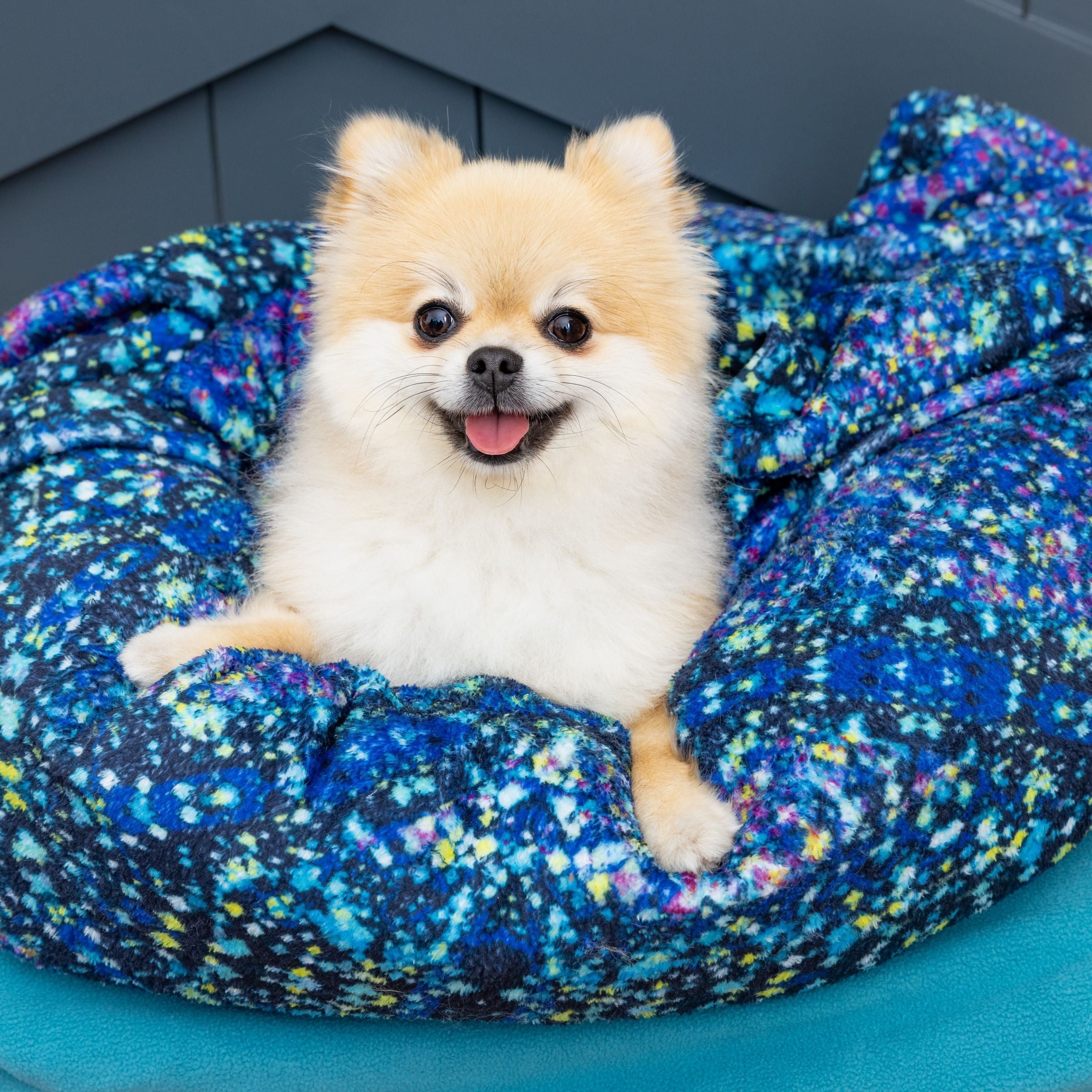 Pomeranian dog nesting in Blue Toby Nap Noodle in Starry Night
