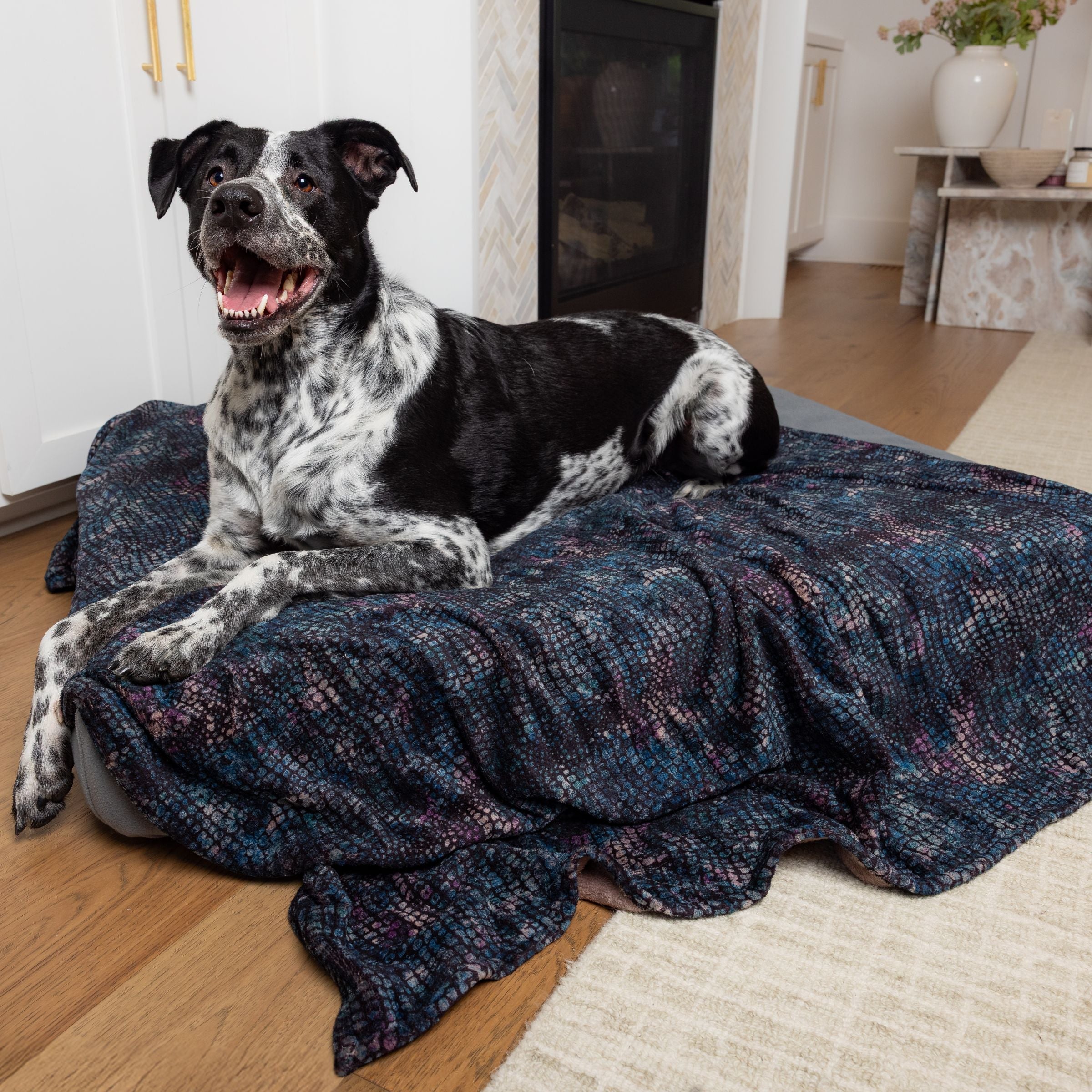 Black and white dog lying on Blue Toby bed with Cuddle Blanket