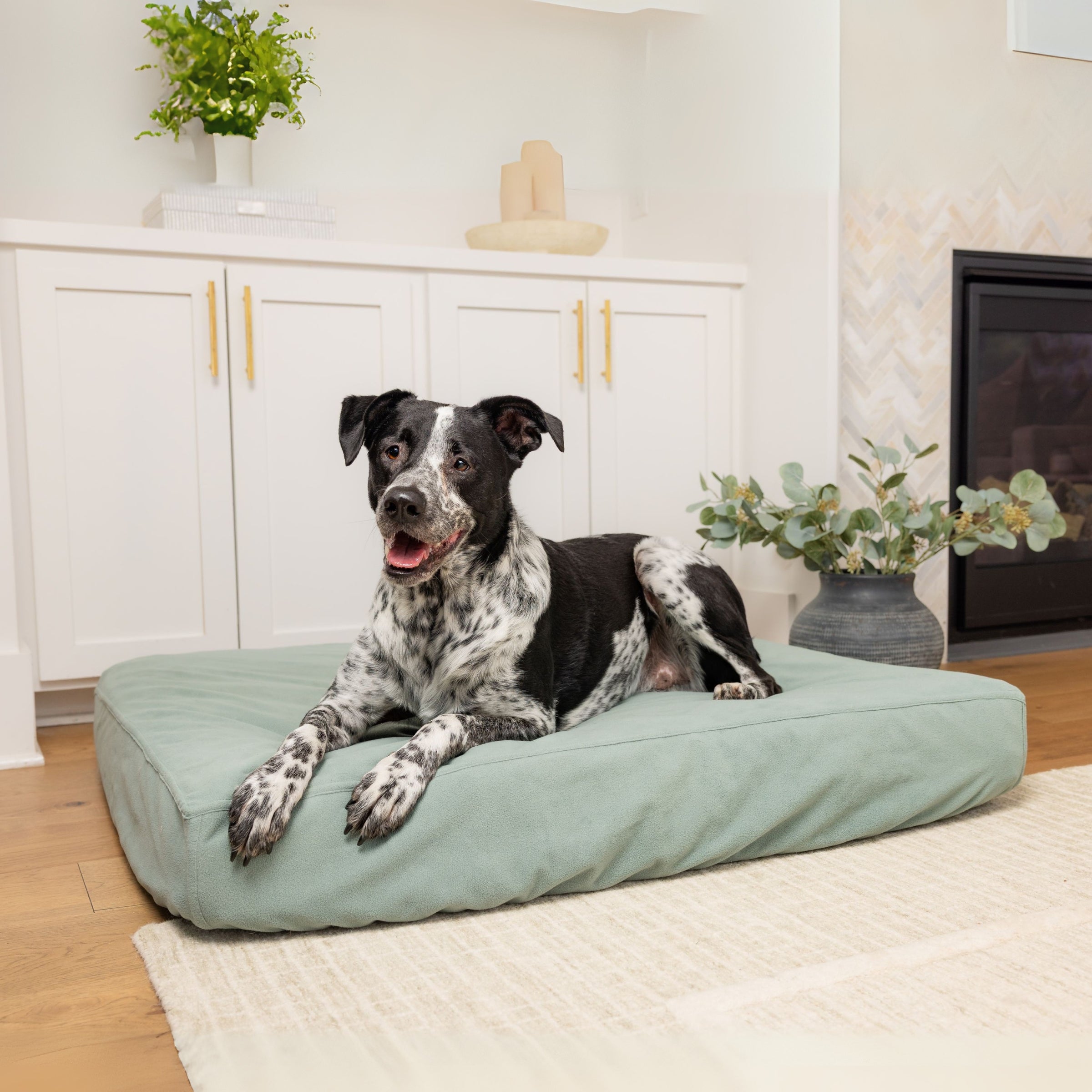 Dog on Blue Toby Classic Comfort bed in seafoam green