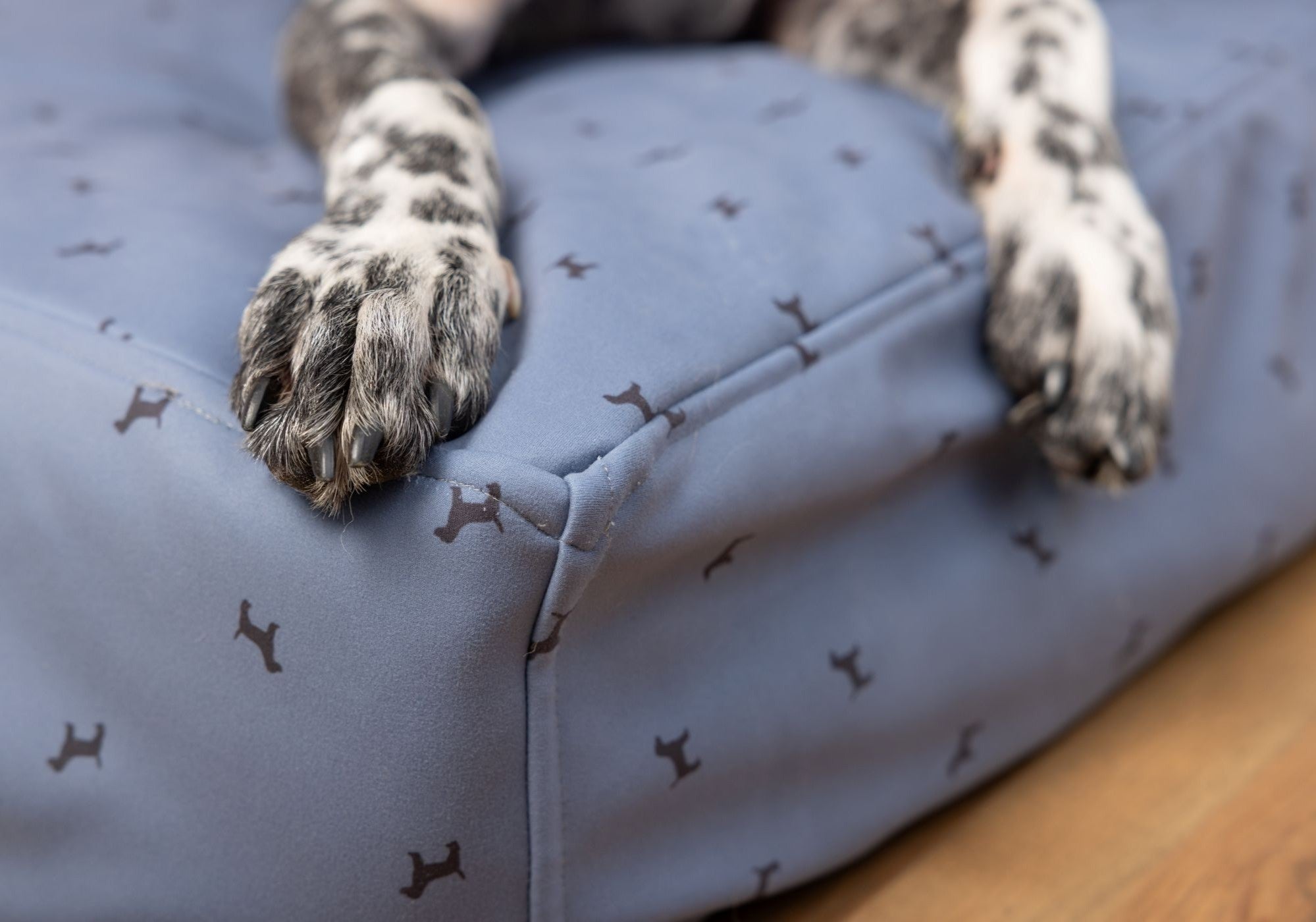 Close up of dog feet on Blue Toby Slipcover