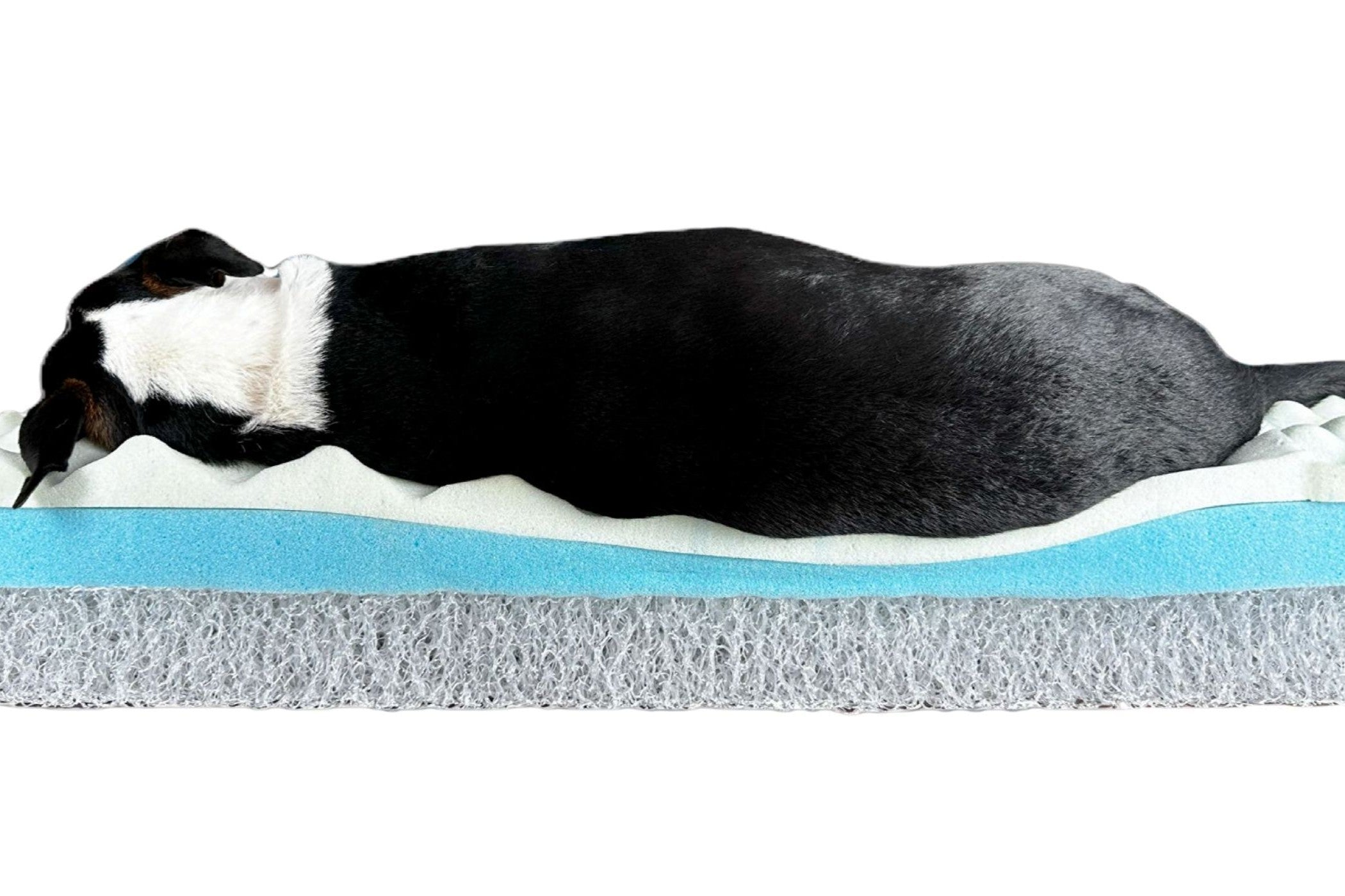 Cutaway of dog lying on Blue Toby Eco Support mattress showing support and comfort