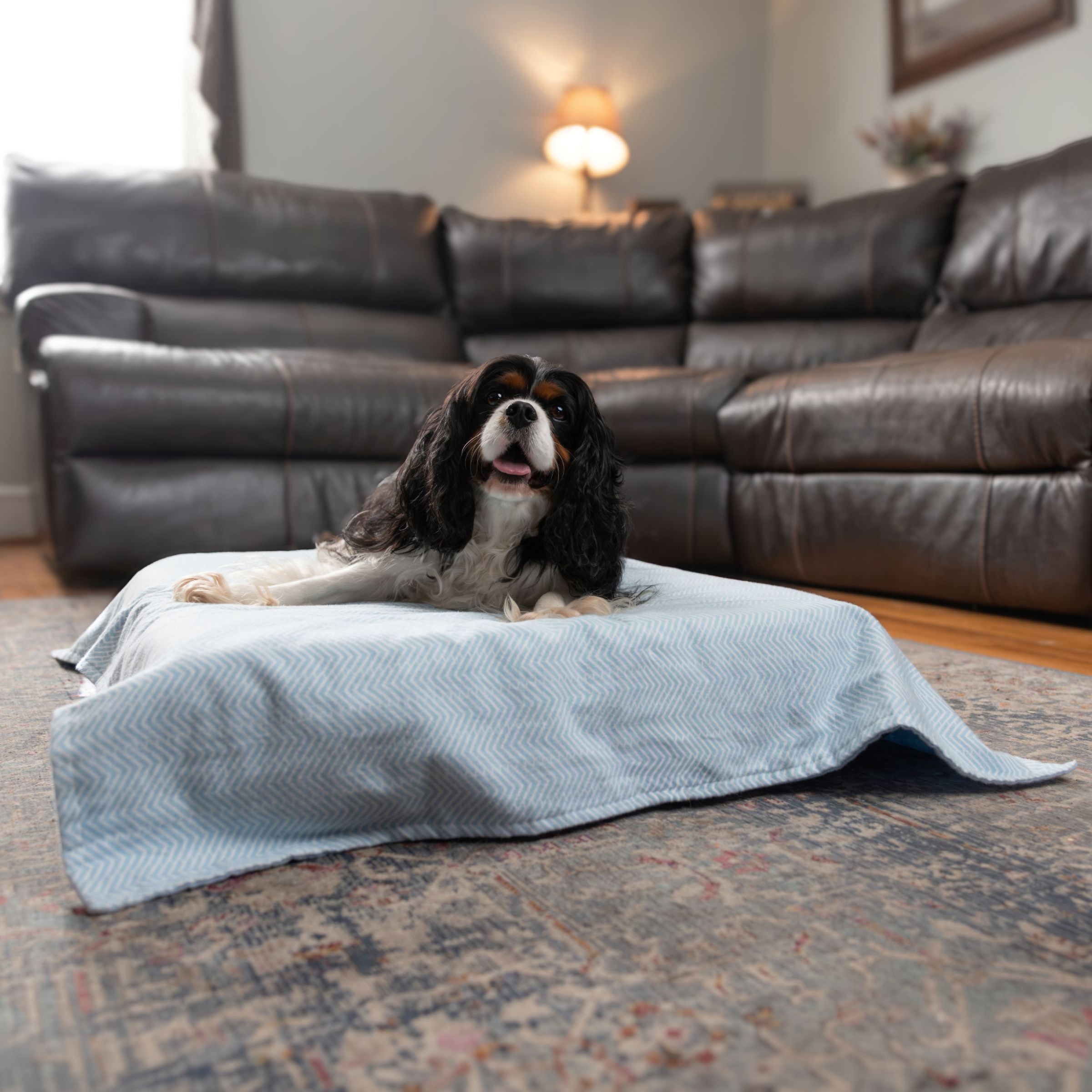 Dog lying on a Blue Toby cotton flannel blanket in sky blue chevron pattern in a living room with leather furniture.