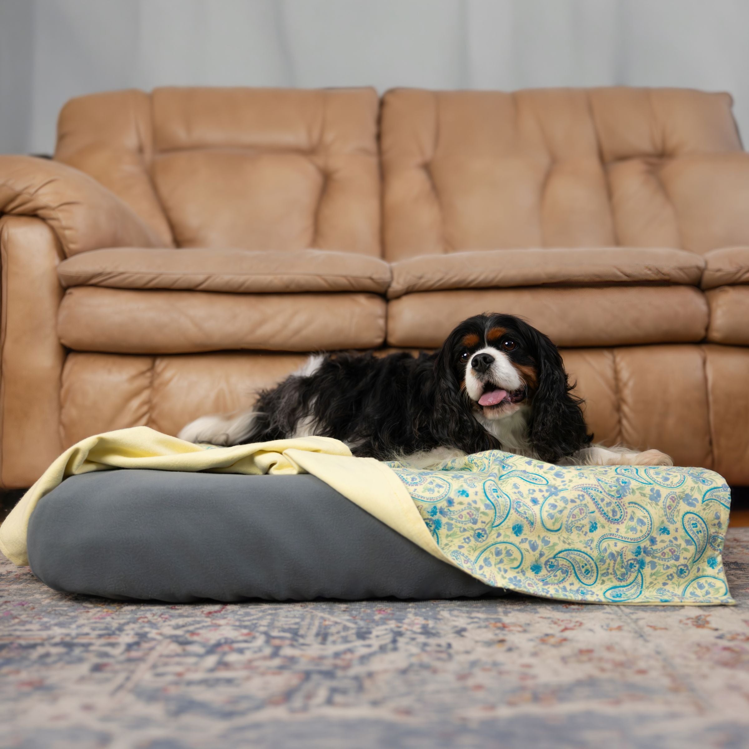 Dog lying on a Blue Toby cotton flannel blanket in a yellow and teal paisley print on a dog bed with a brown sofa in the background