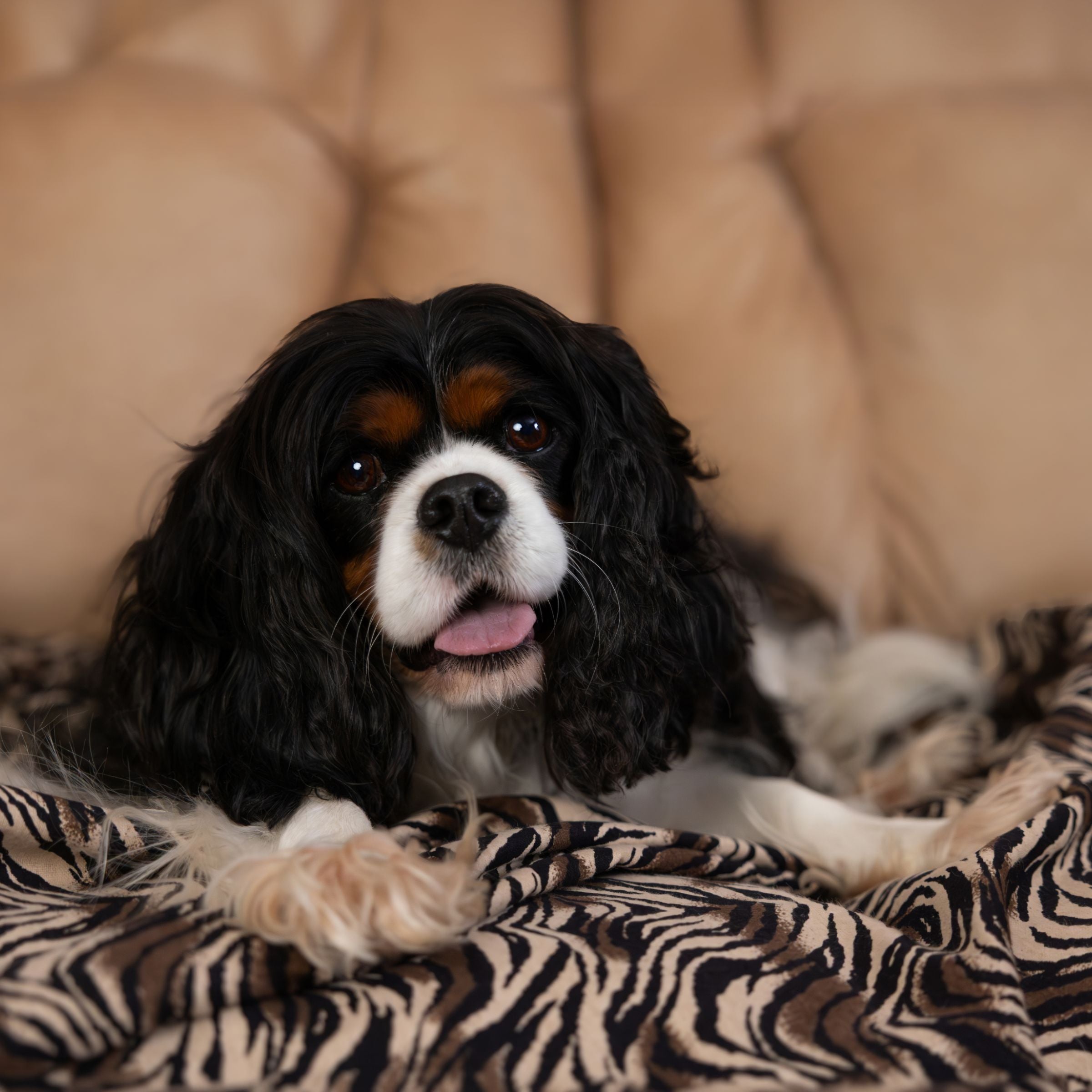 Close up of a dog lying on a Blue Toby cotton flannel blanket in zebra pattern with a blurred background