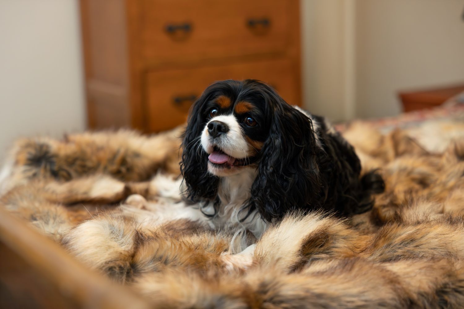 Dog lying on a Blue Toby Arctic Faux fur blanket in a room with wooden furniture.