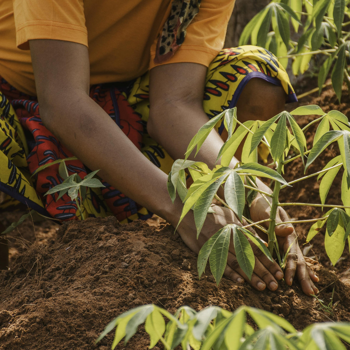 Woman planting tree in Africa