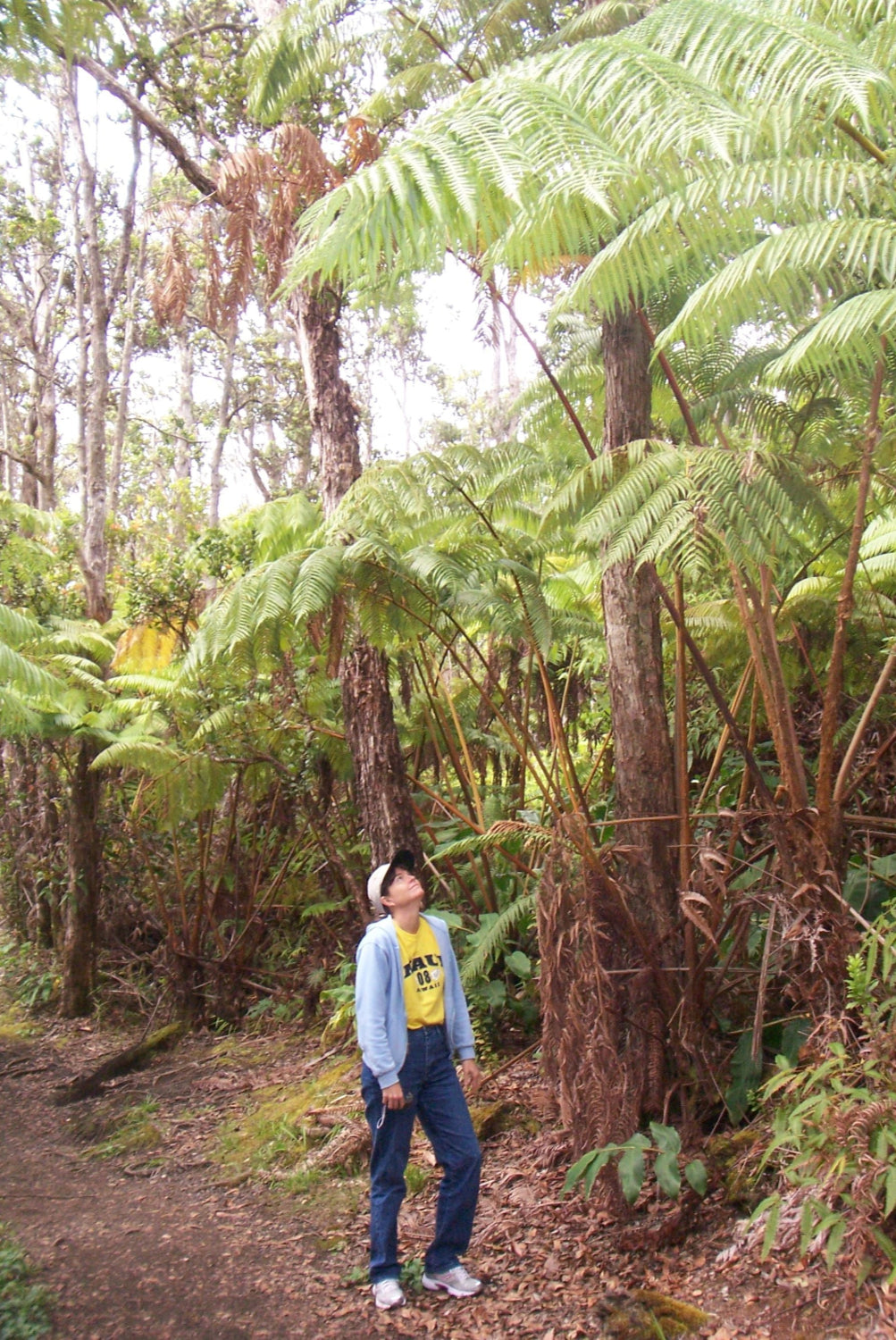 Blue Toby founder looking up at trees in rainforest