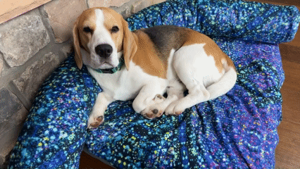 Beagle resting on Blue Toby Nap Noodle pillow and Cuddle blanket
