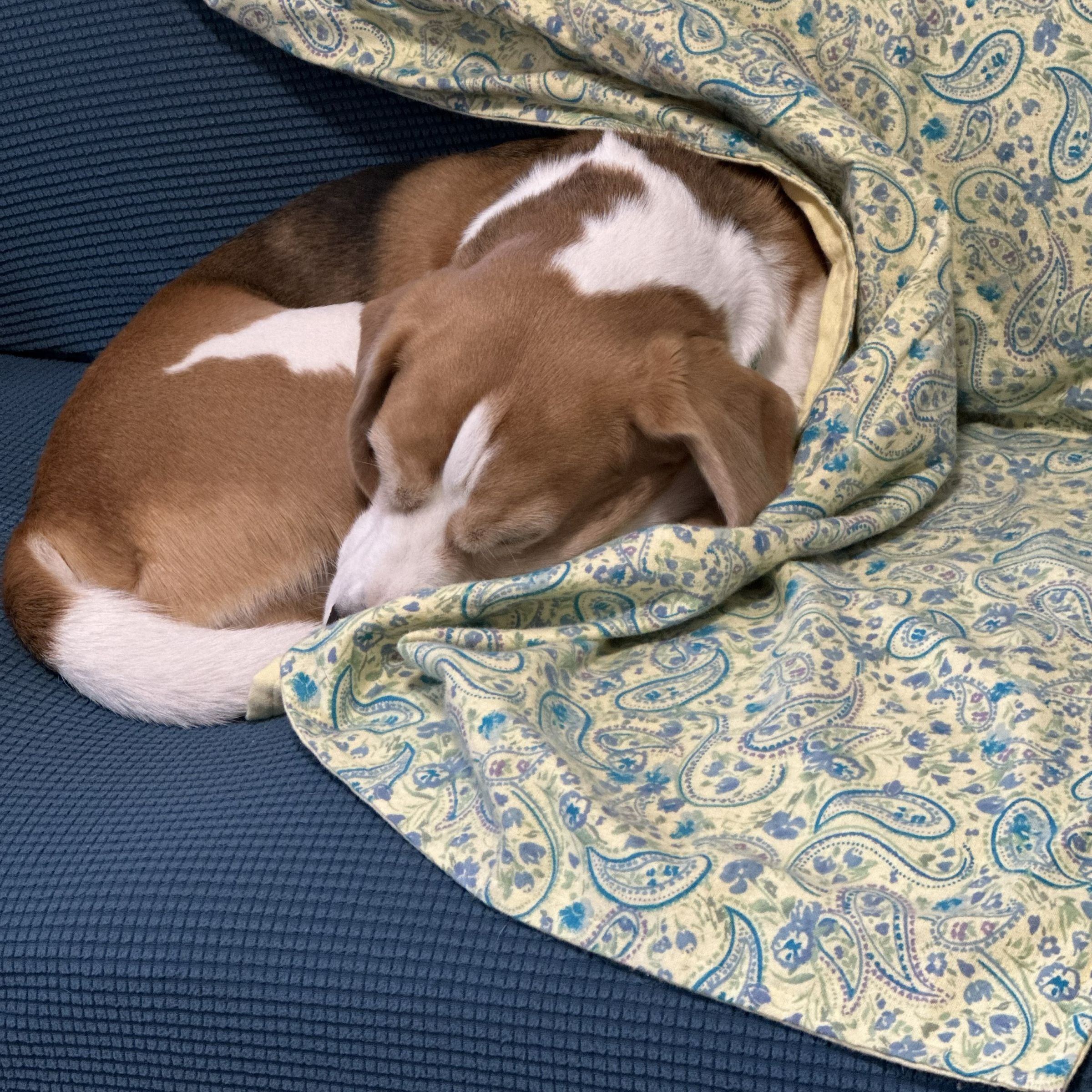 Beagle dog sleeping under a Blue Toby cotton flannel blanket in yellow and teal paisley print on a blue couch
