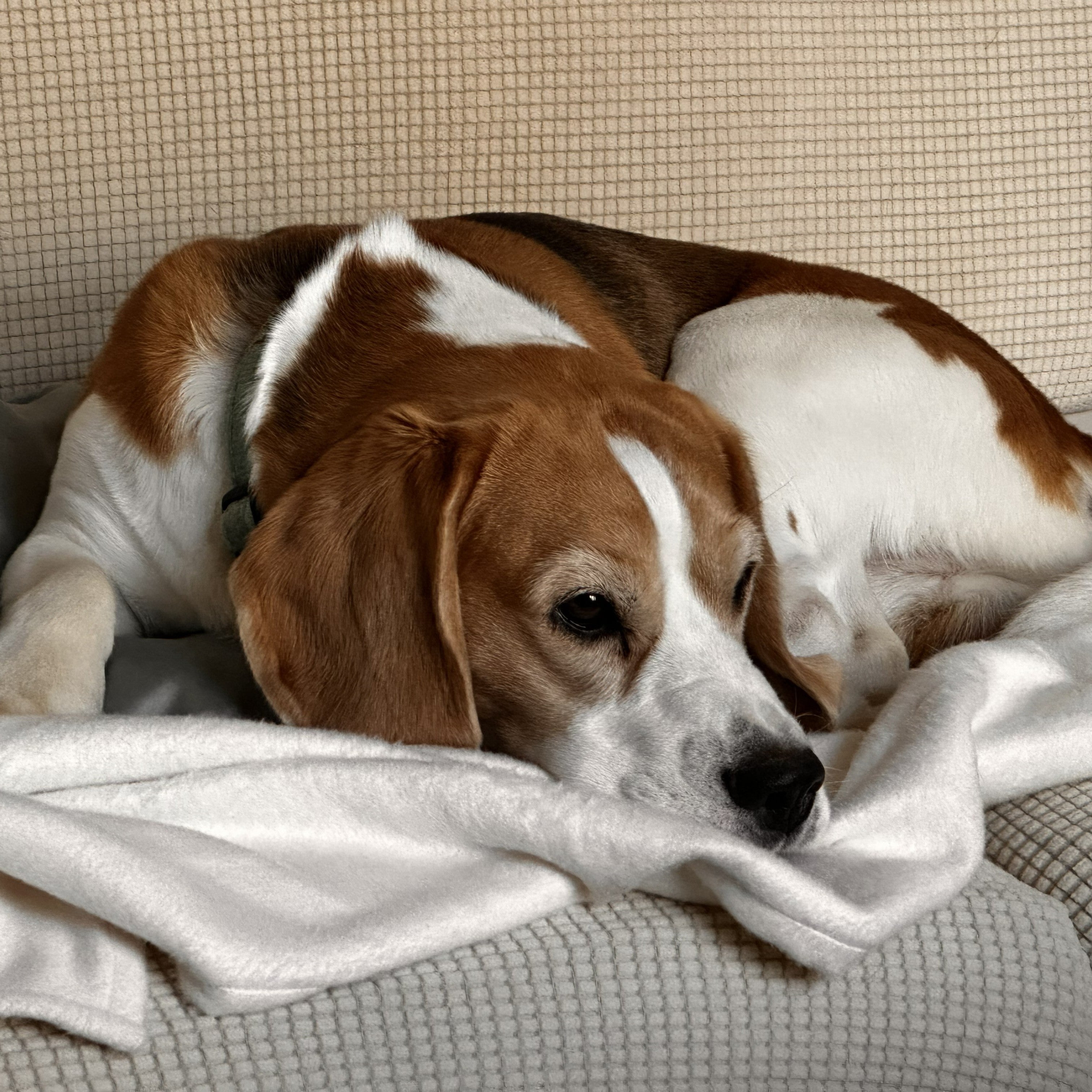 Bamboo Flannel Blanket